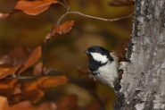 Filename=CRW_7458.jpg
Filesize=215KB
Dimensions=1000x667
Date added=Oct 17, 2014 CRW_7458.jpg