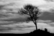 barbelTree-.jpg barbelTree-.jpg