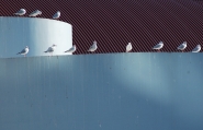 Nome File=guano.jpg
Dimensione File=156KB
Dimensioni=737x475
Data aggiunta=Gen 04, 2008 guano.jpg