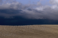Nome File=seagullsHILL.jpg
Dimensione File=183KB
Dimensioni=822x550
Data aggiunta=Gen 21, 2011 seagullsHILL.jpg