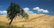 tuscan-TREE-.jpg tuscan-TREE-.jpg