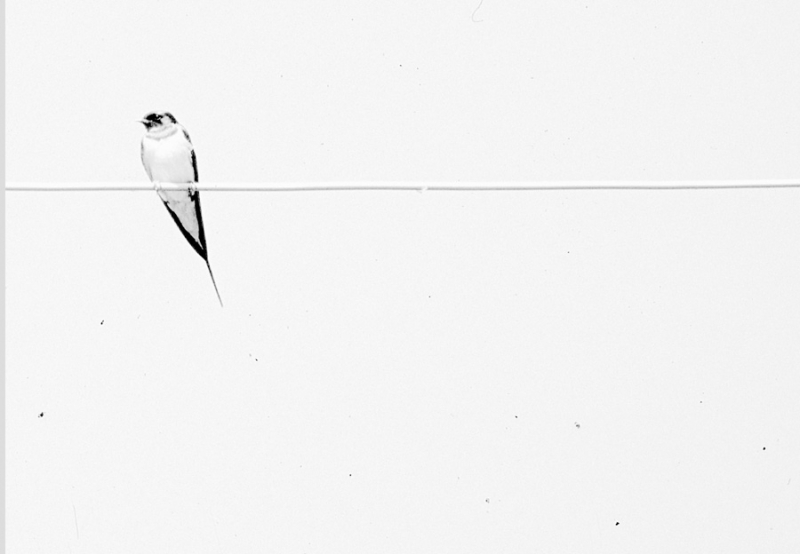 Clicca per l'immagine full size