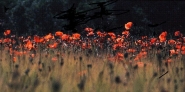 907565-Large.jpg