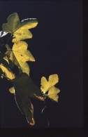 Nome File=giallo_filtered.jpg
Dimensione File=135KB
Dimensioni=520x800
Data aggiunta=Nov 01, 2008 giallo_filtered.jpg