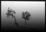 ulivi-nella-nebbia~0.jpg