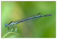Dragonfly-___.jpg