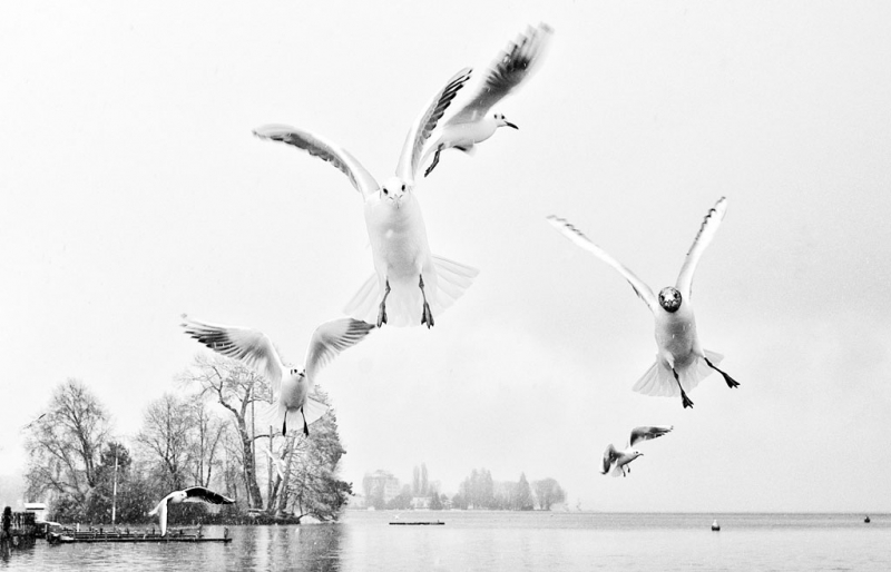 Clicca per l'immagine full size