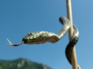 BisciaNatrix.jpg