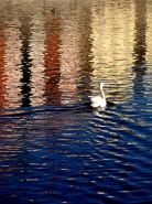 cigno2.jpg