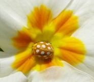Nome File=coccinella.jpg
Dimensione File=322KB
Dimensioni=700x612
Data aggiunta=Mar 29, 2010 coccinella.jpg
