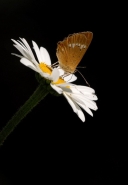Filename=farbel.jpg
Filesize=55KB
Dimensions=537x771
Date added=Oct 09, 2010 farbel.jpg