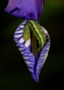 Nome File=iris.jpg
Dimensione File=101KB
Dimensioni=569x800
Data aggiunta=Gen 08, 2008 iris.jpg