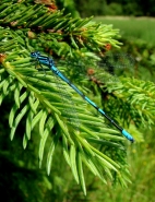 Nome File=libellula.jpg
Dimensione File=201KB
Dimensioni=600x777
Data aggiunta=Lug 15, 2007 libellula.jpg