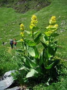 Filename=lutea.jpg
Filesize=324KB
Dimensions=592x790
Date added=Sep 11, 2010 lutea.jpg