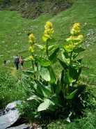 lutea.jpg