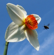 Nome File=narciso.jpg
Dimensione File=315KB
Dimensioni=600x612
Data aggiunta=Apr 01, 2010 narciso.jpg