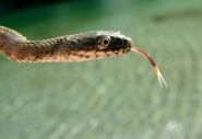 natrix.jpg