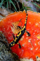 salamandra~0.jpg