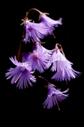 Nome File=soldanella.jpg
Dimensione File=173KB
Dimensioni=533x800
Data aggiunta=Mar 26, 2010 soldanella.jpg