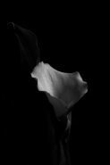 Nome File=calla-di-Kilrush.jpg
Dimensione File=41KB
Dimensioni=532x800
Data aggiunta=Ott 03, 2007 calla-di-Kilrush.jpg