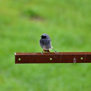 DSC_9597x.jpg