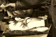 Nome File=pesce.jpg
Dimensione File=295KB
Dimensioni=761x504
Data aggiunta=Nov 15, 2007 pesce.jpg