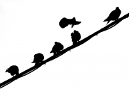 Nome File=piccioni.jpg
Dimensione File=75KB
Dimensioni=800x570
Data aggiunta=Dic 03, 2007 piccioni.jpg