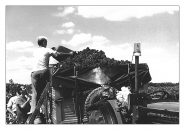 Nome File=david_la_tache_-_vendemmia_0001.jpg
Dimensione File=294KB
Dimensioni=800x565
Data aggiunta=Apr 06, 2008 david_la_tache_-_vendemmia_0001.jpg