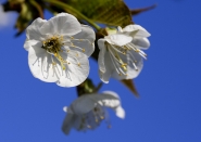 Nome File=Primavera.jpg
Dimensione File=141KB
Dimensioni=800x569
Data aggiunta=Mar 29, 2008 Primavera.jpg