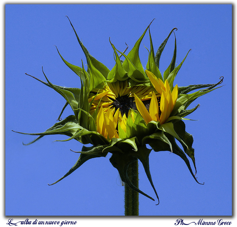 Clicca per l'immagine full size