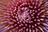Nome File=Anemone.jpg
Dimensione File=419KB
Dimensioni=900x598
Data aggiunta=Nov 21, 2012 Anemone.jpg