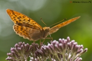 Nome File=Argynnis_paphia_DSC04741.jpg
Dimensione File=405KB
Dimensioni=900x600
Data aggiunta=Ago 16, 2013 Argynnis_paphia_DSC04741.jpg