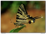 Nome File=Iphiclides_podalirium_900PICT9441_copia.jpg
Dimensione File=294KB
Dimensioni=900x659
Data aggiunta=Lug 04, 2008 Iphiclides_podalirium_900PICT9441_copia.jpg