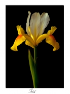 Nome File=Iris_copia.jpg
Dimensione File=295KB
Dimensioni=768x1024
Data aggiunta=Apr 15, 2008 Iris_copia.jpg