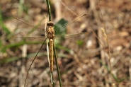 Libellula_800.jpg