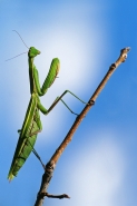 Filename=Mantis_800PICT0097.jpg
Filesize=256KB
Dimensions=533x800
Date added=Oct 30, 2010 Mantis_800PICT0097.jpg
