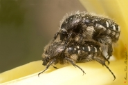 Nome File=Tropinota_hirtaDSC04004.jpg
Dimensione File=358KB
Dimensioni=900x600
Data aggiunta=Mag 16, 2011 Tropinota_hirtaDSC04004.jpg