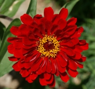 Nome File=Zinnia_red_800.jpg
Dimensione File=248KB
Dimensioni=800x758
Data aggiunta=Set 18, 2007 Zinnia_red_800.jpg