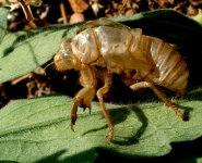 pupa_800.jpg