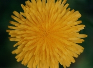 Nome File=fiore1.jpg
Dimensione File=289KB
Dimensioni=800x585
Data aggiunta=Mag 26, 2007 fiore1.jpg