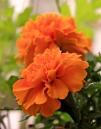 Gardens.jpg