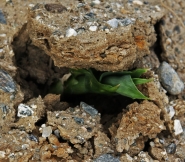 Nome File=Nature.jpg
Dimensione File=362KB
Dimensioni=900x792
Data aggiunta=Dic 08, 2008 Nature.jpg