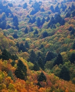 autunno_silano.jpg autunno_silano.jpg