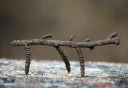 Filename=silent.jpg
Filesize=200KB
Dimensions=750x511
Date added=Dec 05, 2011 silent.jpg