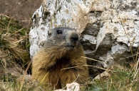 Nome File=Marmotta3.jpg
Dimensione File=265KB
Dimensioni=800x533
Data aggiunta=Dic 02, 2008 Marmotta3.jpg