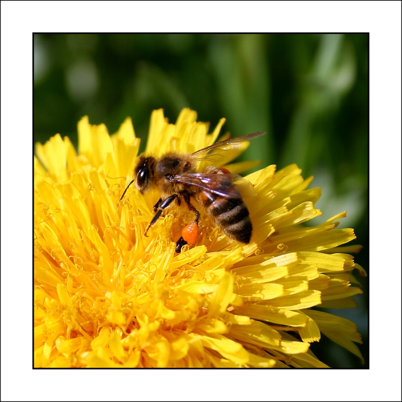 Clicca per l'immagine full size