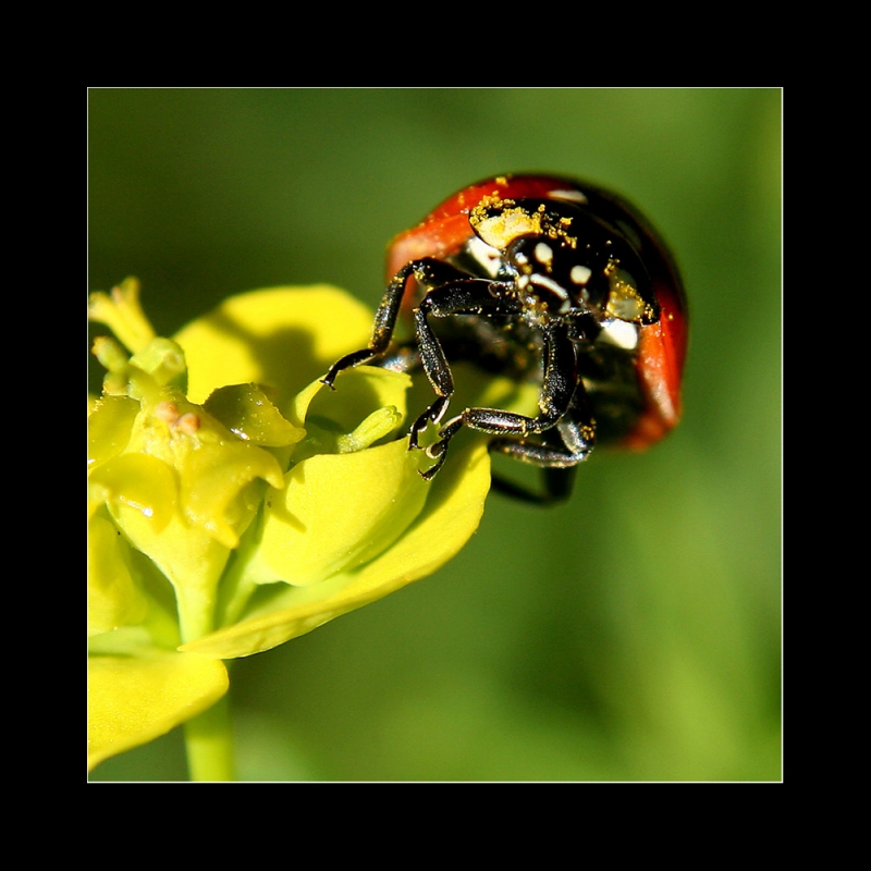Clicca per l'immagine full size