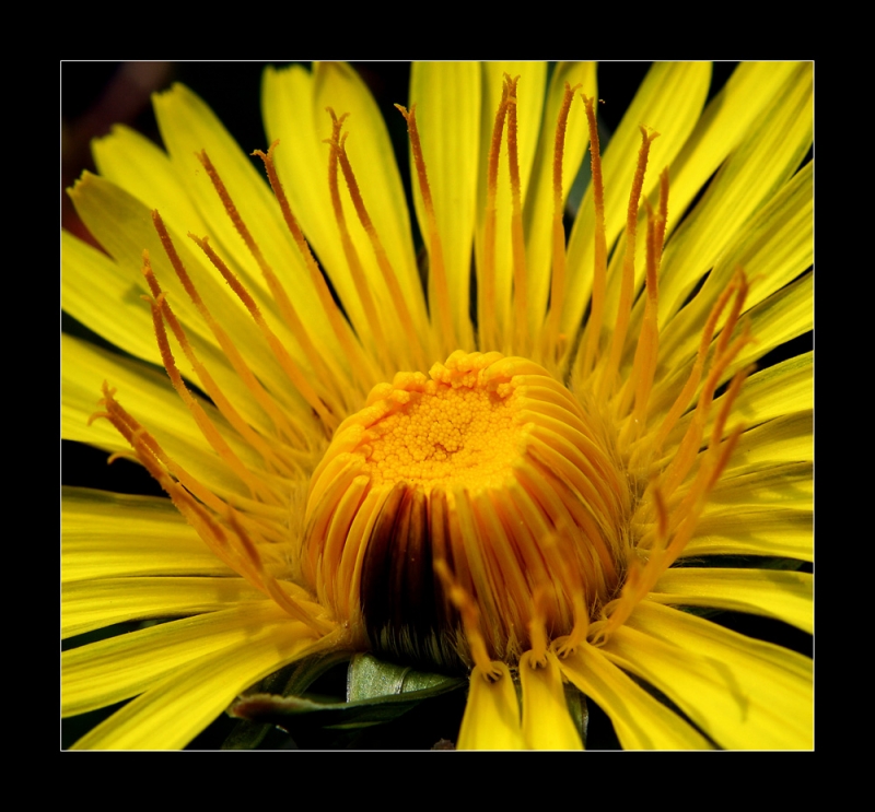 Clicca per l'immagine full size