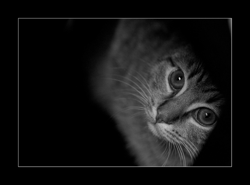 Clicca per l'immagine full size