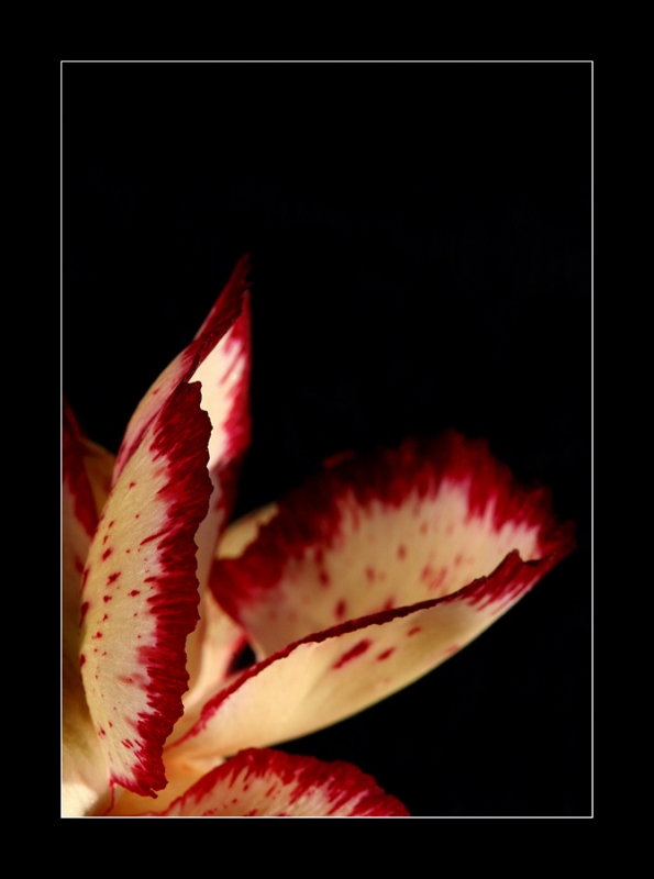 Clicca per l'immagine full size